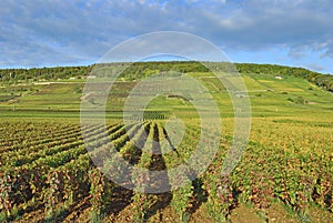 Vineyard Landscape,Chablis,Burgundy,France