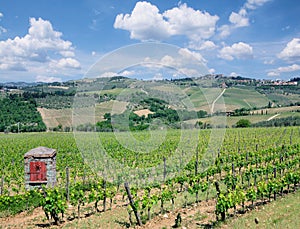 Vineyard Landscape,Chianti region,Tuscany,Italy