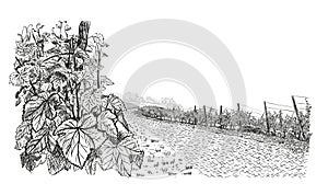 Vineyard landscape with closeup bush of grape on first plan and stone road in the center. Vector illustration in sketch style