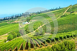Vineyard landscape in Constantia