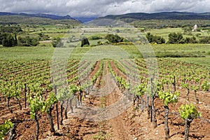 Vineyard landscape