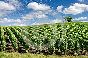 Vineyard landscape, France