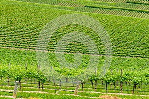 Vineyard landscape of green grape vines on the hill