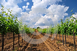 Vineyard landscape in Hungary