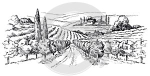 Vineyard landscape illustration