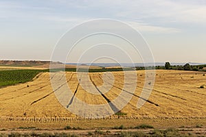 Vineyard landscape with irrigation system with drip of water, at sunset. RaÃƒÂ¯mat wines. Caberneet Sauvignon.Merlot, syrah, Pynot