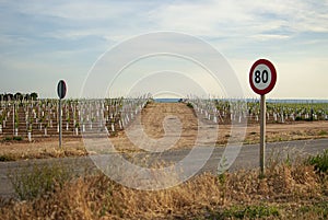 Vineyard landscape with irrigation system with drip of water, at sunset. RaÃ¯mat wines. Caberneet Sauvignon.Merlot, syrah, Pynot