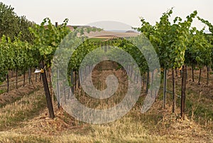 Vineyard landscape with irrigation system with drip of water, at sunset. RaÃ¯mat wines. Caberneet Sauvignon.Merlot, syrah, Pynot