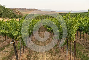 Vineyard landscape with irrigation system with drip of water, at sunset. RaÃ¯mat wines. Caberneet Sauvignon.Merlot, syrah, Pynot