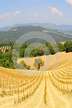 Vineyard landscape of Italy