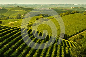 Vineyard landscape in langhe barolo area italy