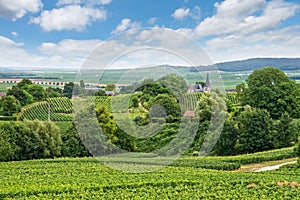 Vineyard landscape, Montagne de Reims, France photo