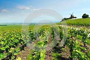 Vineyard landscape, Montagne de Reims, France