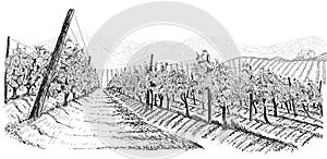 Vineyard landscape with mountines and building on the hill. Hand drawn sketch vector illustration isolated on white photo