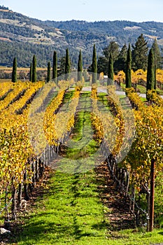 Vineyard Landscape in Napa Valley