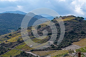 Vineyard landscape near Collioure, Pyrenees Orientales, Roussillon, Vermilion coast, France