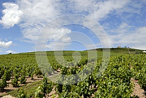 Vineyard Landscape near Fleurie
