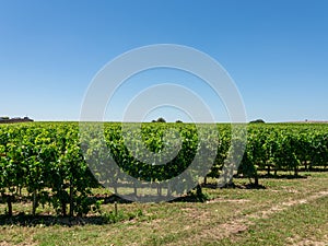 Vineyard landscape near Saint Emilion region Bordeaux France