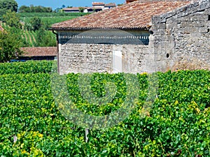 Vineyard landscape near Saint Emilion region Bordeaux France