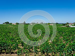 Vineyard landscape near Saint Emilion region Bordeaux France