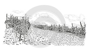 Vineyard landscape with plantation and clouds in the sky. Vector illustration in sketch style isolated on white background