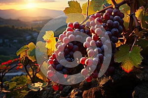 A vineyard landscape with ripe grape clusters in the warm sunset light