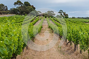 Vineyard landscape with rows of grape plants