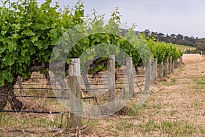 Vineyard landscape with rows of grape plants