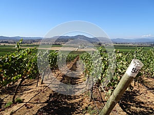 Vineyard landscape between Santiago and Vina del mar, Chile