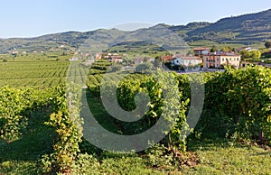 Vineyard Landscape in Soave