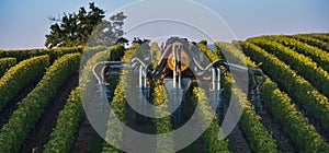 Vineyard landscape-Spraying of grapevines-Vineyard south west of