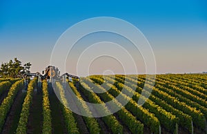 Vineyard landscape-Spraying of grapevines-Vineyard south west of