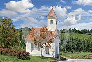 Vineyard Landscape in Styria,Austria