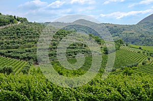 Vineyard landscape, during summer, in the late morning