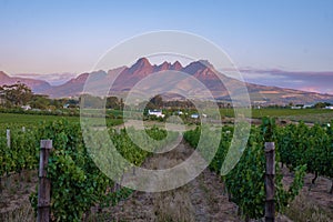 Vineyard landscape at sunset with mountains in Stellenbosch, near Cape Town, South Africa