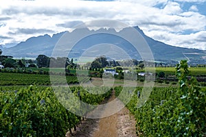 Vineyard landscape at sunset with mountains in Stellenbosch, near Cape Town, South Africa