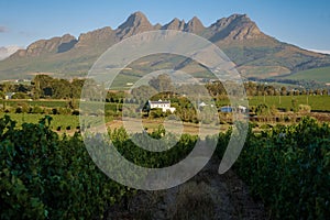 Vineyard landscape at sunset with mountains in Stellenbosch, near Cape Town, South Africa