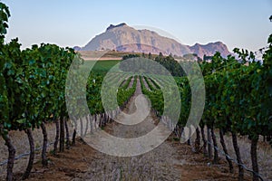 Vineyard landscape at sunset with mountains in Stellenbosch, near Cape Town, South Africa