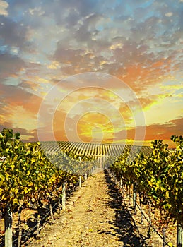 Vineyard landscape with sunset sky