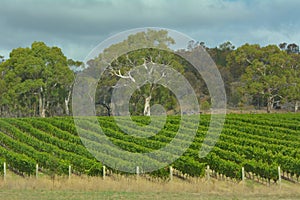 Vineyard landscape in Tasmania Australia