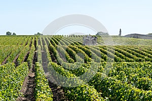 Vineyard landscape tractor spraying of grapevines in Margaux Medoc near Bordeaux France photo