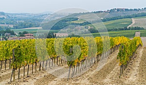 Vineyard landscape in Tuscany, Italy