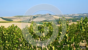 Vineyard Landscape in Tuscany , Italy