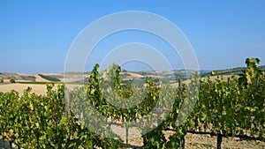 Vineyard Landscape in Tuscany , Italy