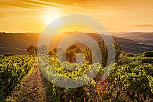 Vineyard landscape in Tuscany, Italy. Wine farm at sunset