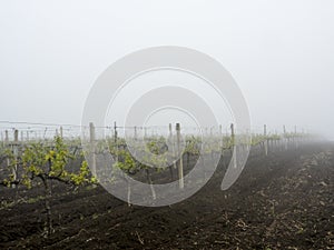 Vineyard landscape vine spring
