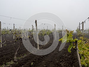 Vineyard landscape vine spring