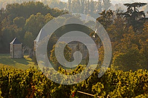 Vineyard landscape, Vineyard south west of France