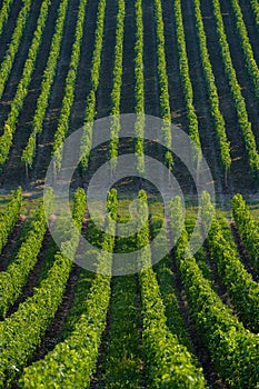 Vineyard landscape-Vineyard south west of France, Bordeaux Viney