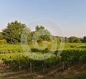 Vineyard landscape-Vineyard south west of France, Bordeaux Viney